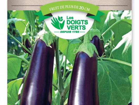 AUBERGINE Barbentane - FRAIS DE PORT OFFERT Graines potagères