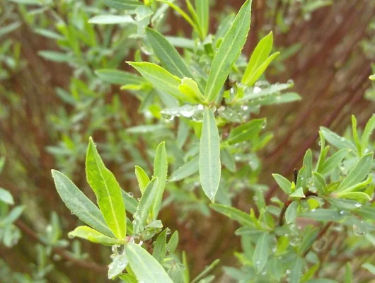 SALIX purpurea 'Nana' - Saule osier rouge nain