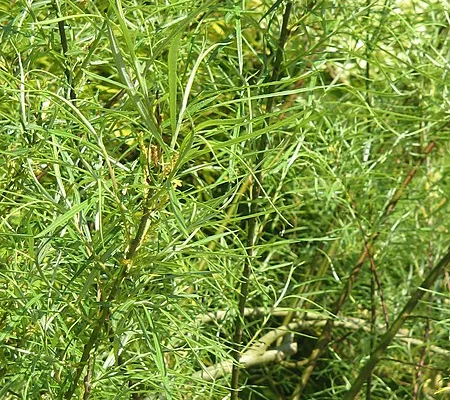 SALIX rosmarinifolia - Saule Romarin