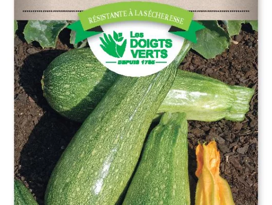 COURGETTE verte petite d'Alger - FRAIS DE PORT OFFERT Graines potagères