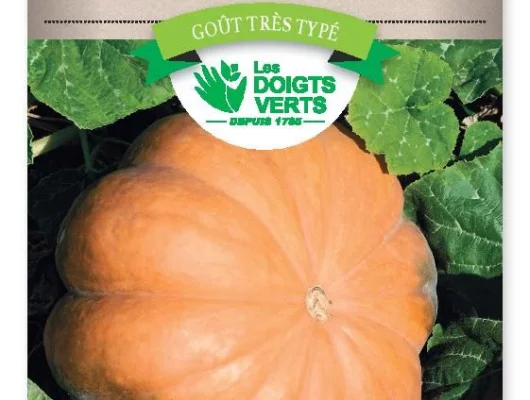 COURGE Musquee de Provence - FRAIS DE PORT OFFERT Graines potagères