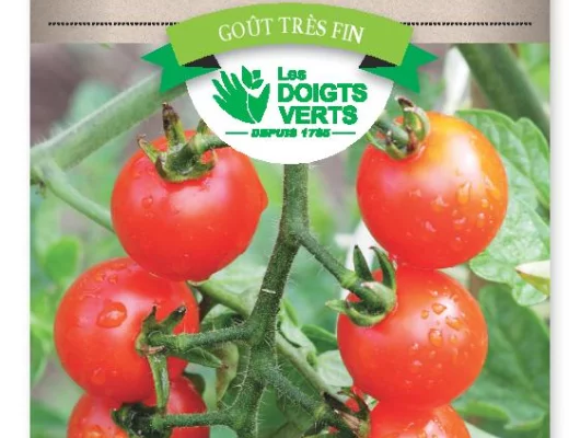 TOMATE Cerise - FRAIS DE PORT OFFERT Graines potagères