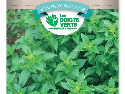 BASILIC Fin vert - FRAIS DE PORT OFFERT Graines potagères