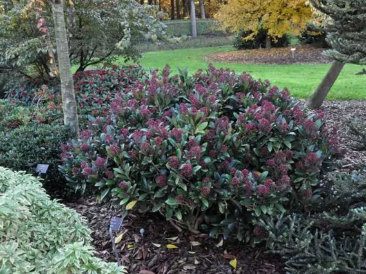 SKIMMIA japonica 'Rubella' - SKIMMIA japonais