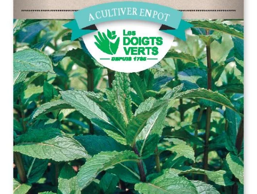 MENTHE Officinale - FRAIS DE PORT OFFERT Graines potagères