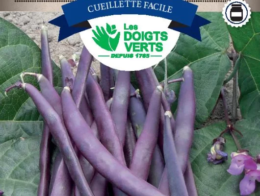 HARICOT RAMES à cosses violettes / 250 g - Graines de Haricots / 250 grammes