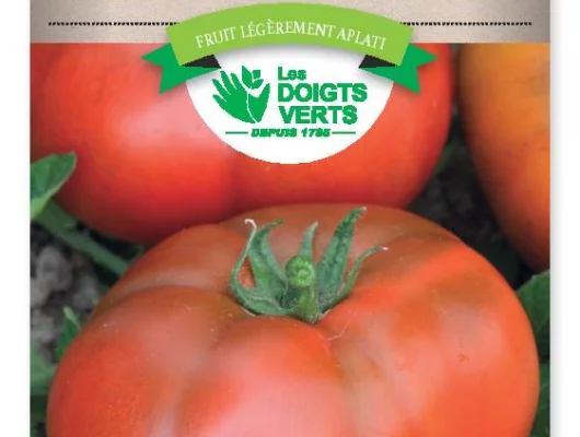 TOMATE de Marmande VR - FRAIS DE PORT OFFERT Graines potagères