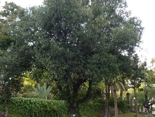 QUERCUS Ilex - Chène vert