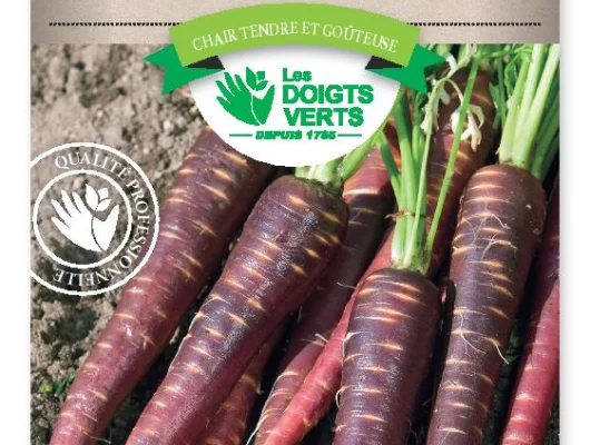 CAROTTE Purple - FRAIS DE PORT OFFERT Graines potagères