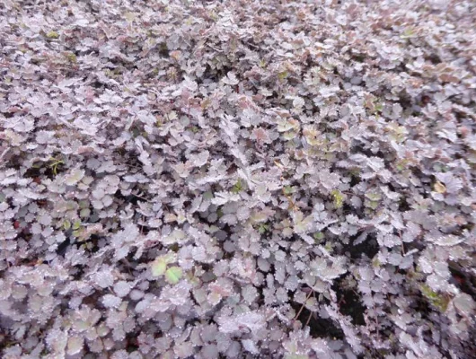 ACAENA inermis 'Purpurea' - Lampourde