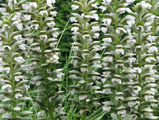 ACANTHUS mollis 'Rue Ledan' - Acanthe à feuilles molles