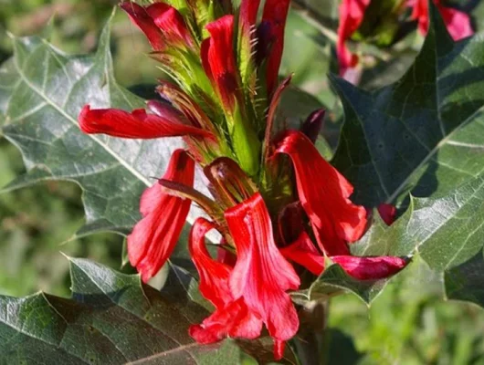 ACANTHUS Sennii