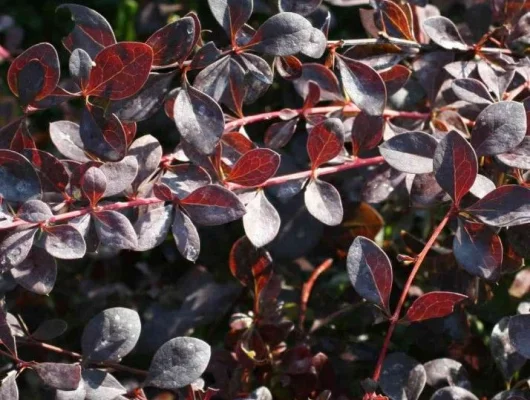 BERBERIS ottawensis 'Auricoma' - Epine vinette