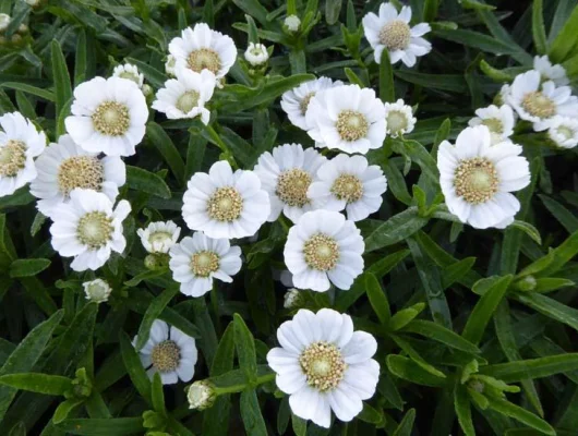 ACHILLEA Ptarmica 'Weihenstephan' - Bouton d'argent 'Weiehenstephan'