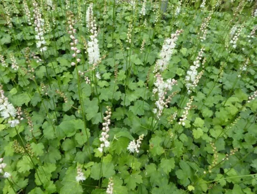 ACTAEA Japonica 'Cheju-Do' - Cierge d'argent