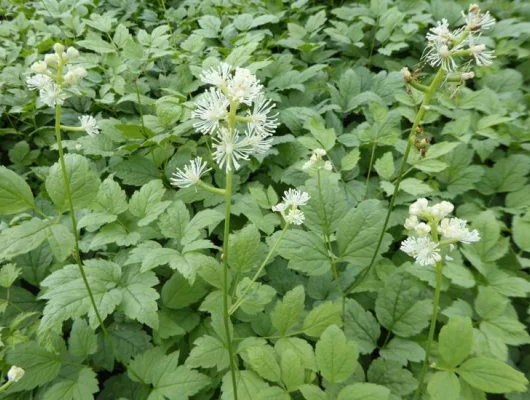 ACTAEA Pachypoda 'Misty Blue' - Cierge d'argent