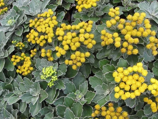 AJANIA Pacifica 'Gold and Silver' - Chrysanthème du Pacifique