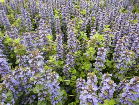 AJUGA Genevensis 'Tottenham'