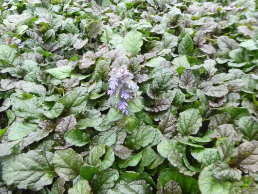 AJUGA Reptans 'Braunherz' - Bugle rampant