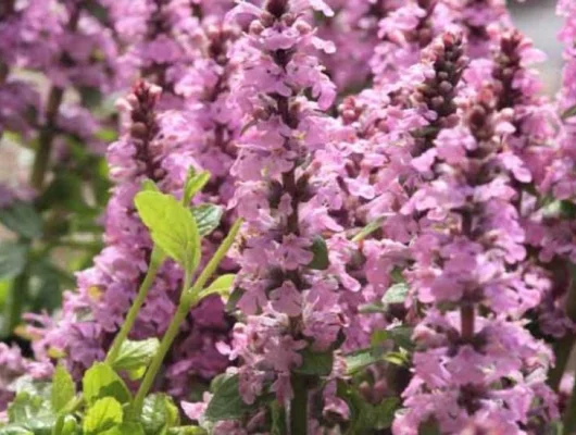 AJUGA reptans 'Rosea' - Bugle Rampante