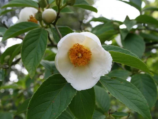 STEWARTIA pseudocamellia - Stewartia faux camélia