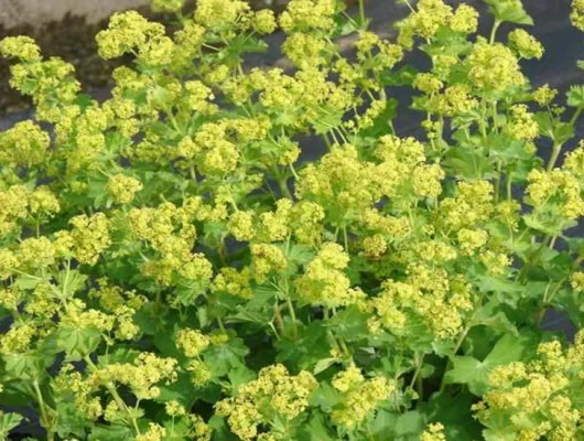 ALCHEMILLA epipsila - Alchémille, Manteau de Notre-Dame