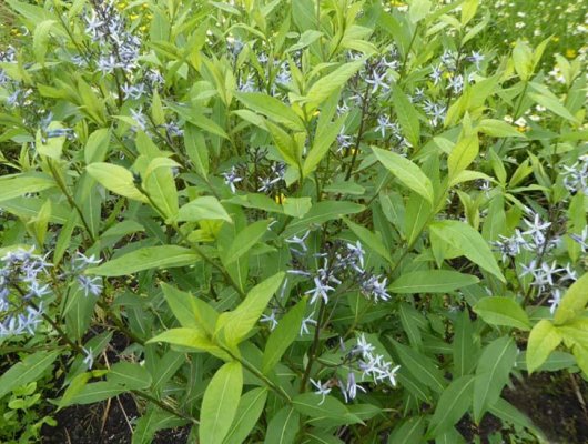 AMSONIA tabernaemontana 'Salicifolia' - Amsonie bleue