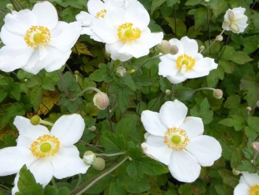 ANEMONE 'Coupe d'argent'