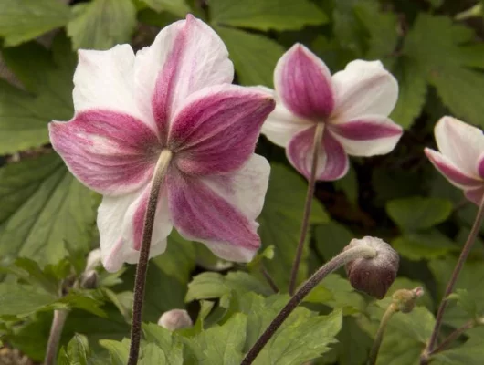 ANEMONE 'Dainty Swan'