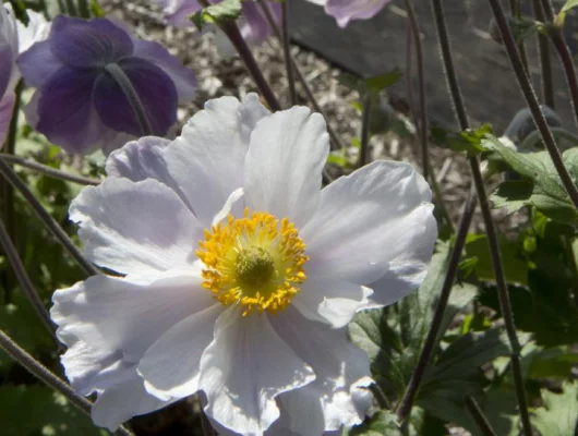 ANEMONE 'Dreaming Swan'®