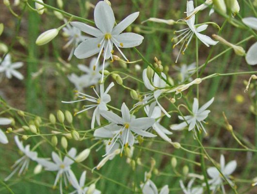 ANTHERICUM liliago - Phalangère à fleurs de lys