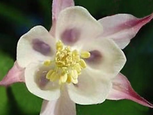 AQUILEGIA caerulea 'Rose Queen' - Ancolie