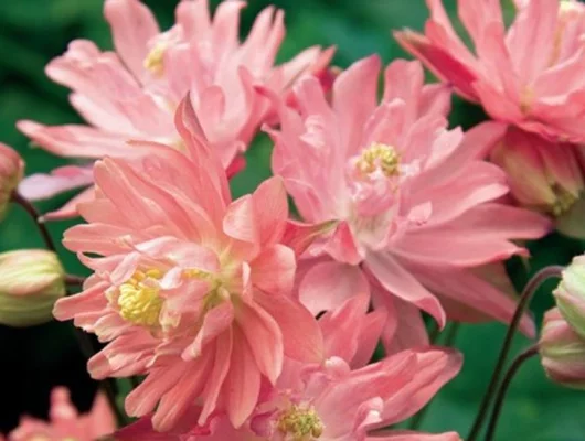 AQUILEGIA vulgaris 'Clementine Salmon Rose' - Ancolie