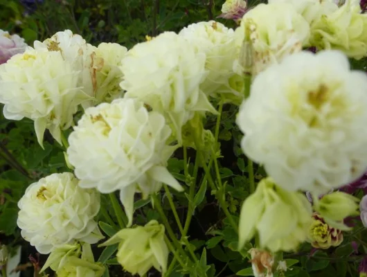 AQUILEGIA vulgaris 'Clementine White' - Ancolie