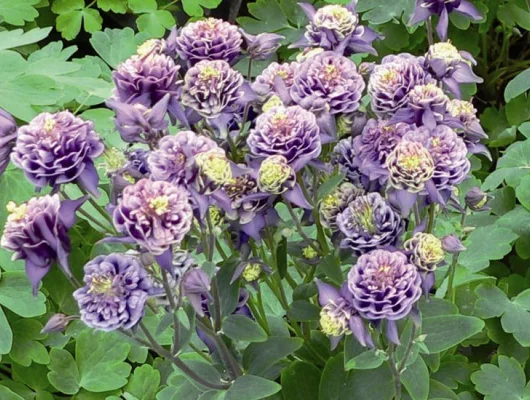 AQUILEGIA vulgaris 'Winky double Dark Blue White' - Ancolie