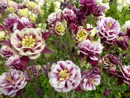 AQUILEGIA vulgaris 'Winky Double Red White'