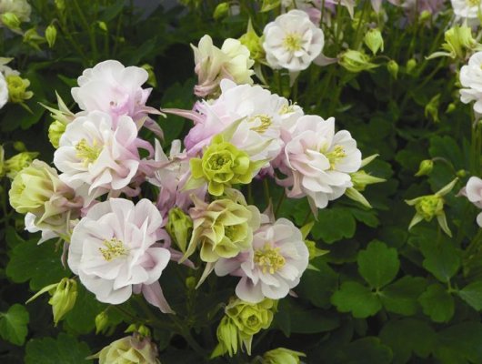 AQUILEGIA vulgaris 'Winky Double Rose White'