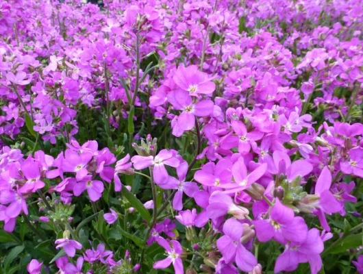 ARABIS blepharophylla 'Fruhlingszauber' - Arabette de Californie