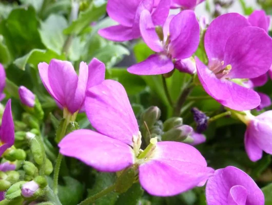 ARABIS Caucasica 'Rosea' - Arabette du Caucase