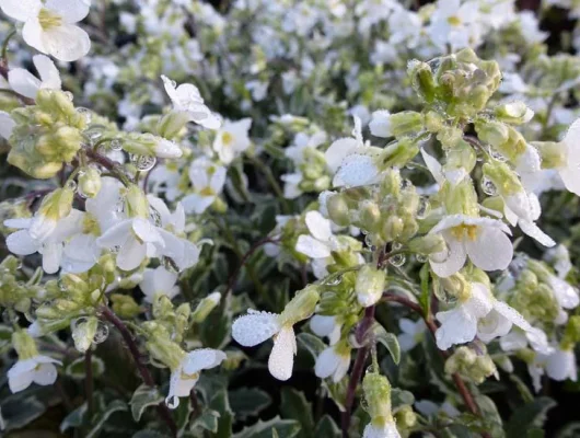 ARABIS caucasica 'Variegata' - Arabette du Caucase