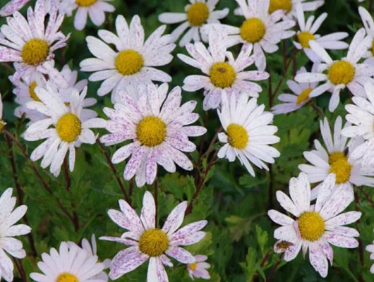 ARCTANTHEMUM arcticum 'Roseum' - Chrysanthème