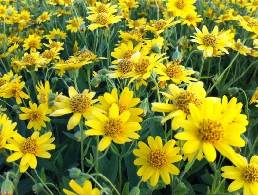 ARNICA chamissonis - Arnica Américaine - Arnica des plaines