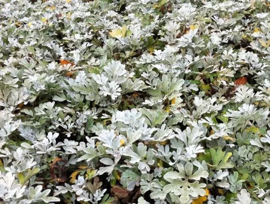 ARTEMISIA stelleriana - Armoise à feuilles de Cinéraire