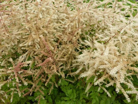 ARUNCUS 'Misty Lace'