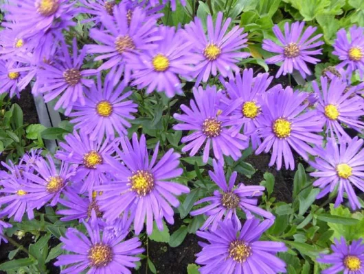 ASTER 'Blue Autumn'