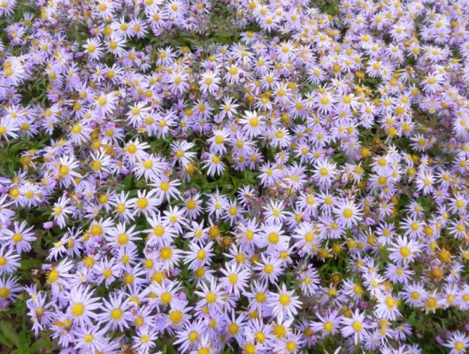 ASTER 'Eleven Purple' - Aster d'automne