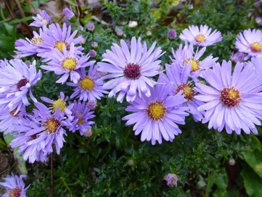 ASTER 'Wood's Light Blue'