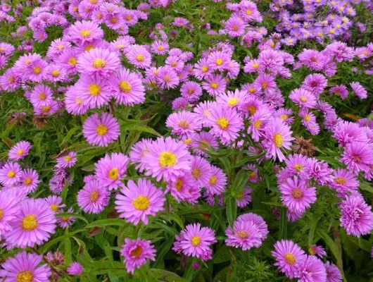 ASTER 'Wood's Pink'