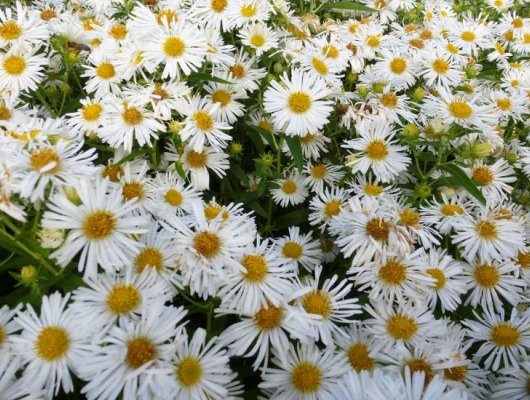 ASTER novae-angliae 'Herbstschnee' - Aster de la Nouvelle-Angleterre