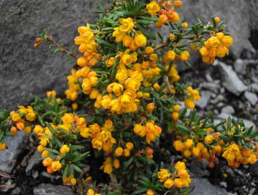 BERBERIS stenophylla - Epine vinette